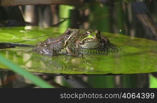 Zwei Frosche sitzen auf einem gro?en grunen Blatt / Seerosenblatt in einem ruhigen Gewasser / Teich. Einer springt hoch und landet wieder auf dem Blatt.