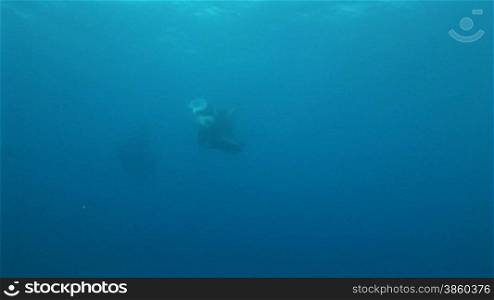 Zwei Mantarochen, Riesenmantas (Manta birostris), Mantaray,im Meer