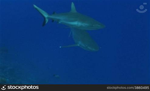 Zwei Silberspitzenhaie (Carcharhinus albimarginatus), silvertip shark, schwimmen im Meer.