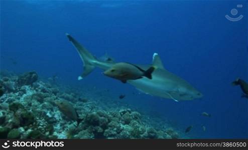 Zwei Silberspitzenhaie (Carcharhinus albimarginatus), silvertip shark, schwimmen, zwischen anderen Fischen, im Meer.