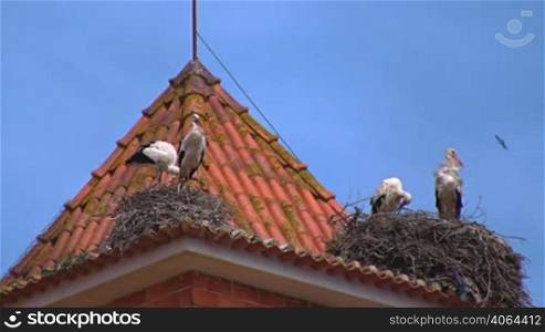 Zwei Storchennester auf einem roten Turm mit Ziegeldach aus Backsteinen / Kirchdach in Portugal; vier Storche stehen auf ihren Nestern; blauer Himmel.