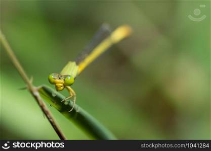 Zygoptera yellow green